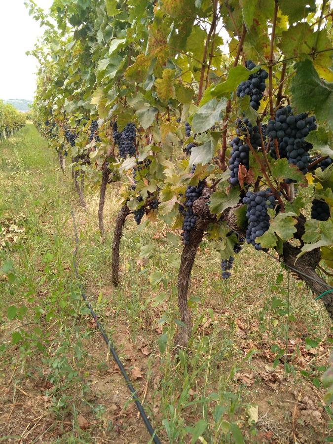 Vinarija "Delmo" Apartments Trebinje Eksteriør billede